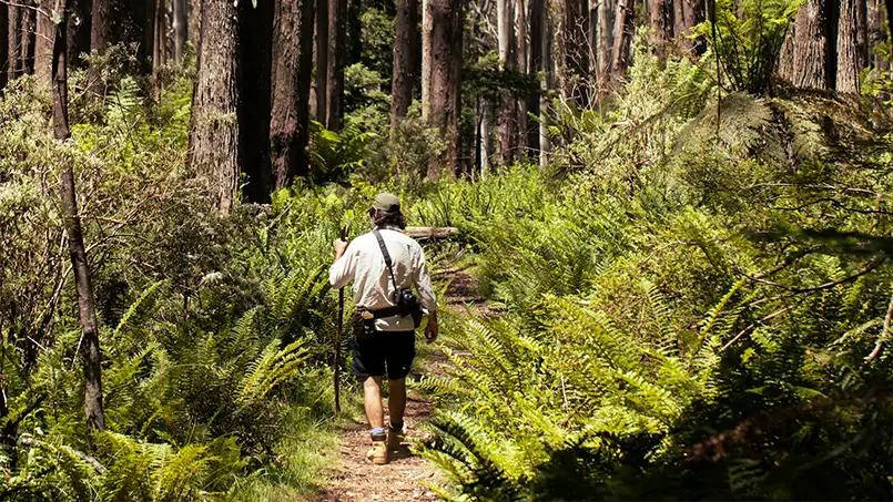 Man walking in the Australian bush.